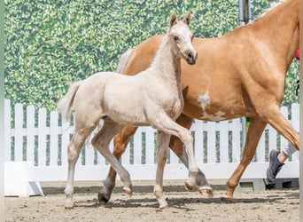 Poni alemán, Semental, Potro (03/2026), Palomino