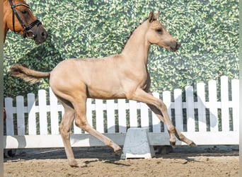 Poni alemán, Semental, Potro (05/2025), Palomino