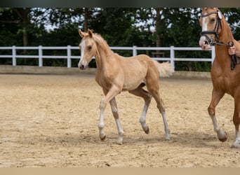 Poni alemán, Semental, Potro (04/2026), Palomino