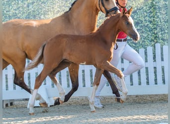 Poni alemán, Semental, Potro (04/2026), Red Dun/Cervuno