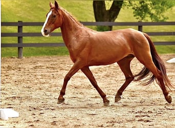 Poni alemán, Yegua, 10 años, 145 cm, Alazán-tostado