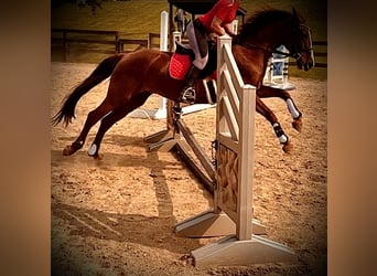 Poni alemán, Yegua, 10 años, 145 cm, Alazán-tostado