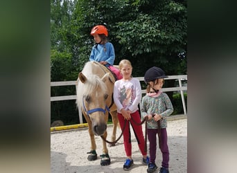 Poni alemán, Yegua, 10 años, 145 cm, Palomino