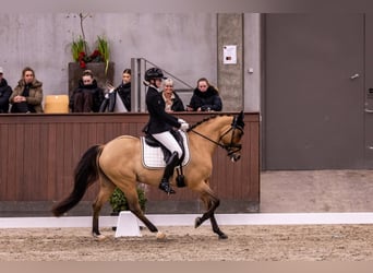 Poni alemán, Yegua, 10 años, 146 cm, Bayo