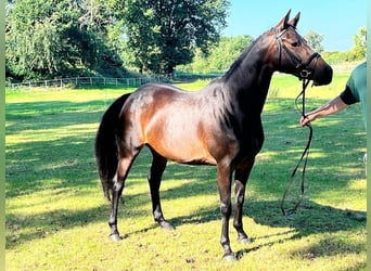 Poni alemán, Yegua, 10 años, 147 cm, Castaño