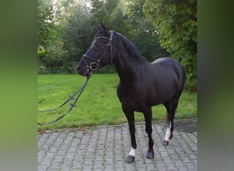 Poni alemán, Yegua, 10 años, 147 cm, Negro