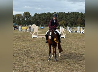 Poni alemán, Yegua, 10 años, 148 cm, Alazán