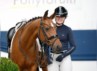 Poni alemán, Yegua, 10 años, 148 cm, Castaño