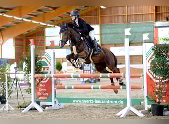 Poni alemán, Yegua, 10 años, 148 cm, Castaño