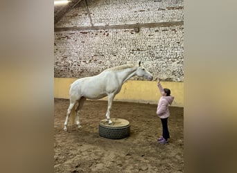 Poni alemán, Yegua, 10 años, 148 cm, Cremello