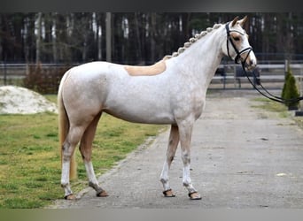 Poni alemán, Yegua, 10 años, 148 cm, Palomino
