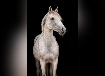 Poni alemán, Yegua, 10 años, 148 cm, Tordo