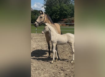 Poni alemán, Yegua, 10 años, 150 cm, Buckskin/Bayo