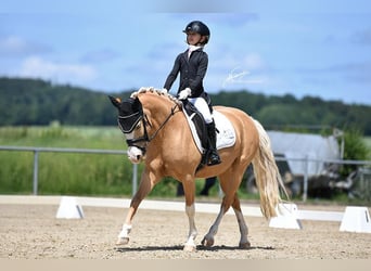 Poni alemán, Yegua, 11 años, 140 cm, Palomino