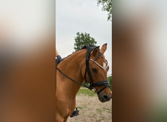 Poni alemán, Yegua, 11 años, 144 cm, Bayo