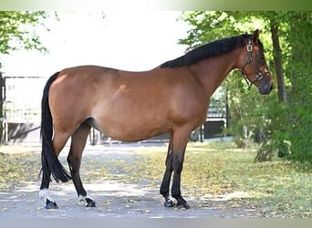 Poni alemán, Yegua, 11 años, 146 cm, Castaño