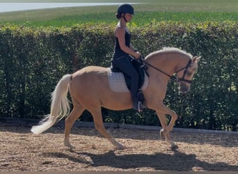 Poni alemán, Yegua, 11 años, 147 cm, Palomino