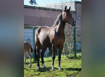 Poni alemán, Yegua, 11 años, 148 cm, Castaño oscuro