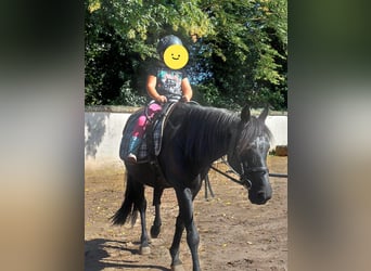 Poni alemán, Yegua, 12 años, 140 cm, Negro