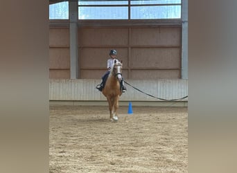 Poni alemán, Yegua, 12 años, 144 cm, Palomino