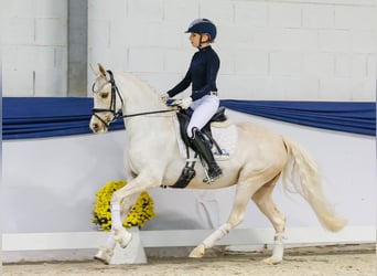 Poni alemán, Yegua, 12 años, 144 cm, Palomino