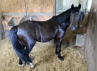 Poni alemán, Yegua, 13 años, 137 cm, Negro
