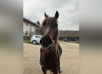 Poni alemán Mestizo, Yegua, 13 años, 144 cm, Alazán