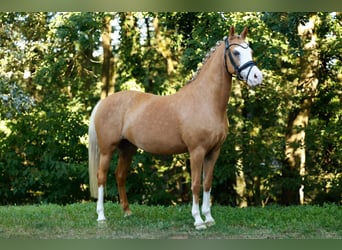 Poni alemán, Yegua, 13 años, 144 cm