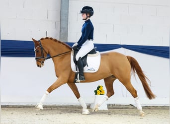 Poni alemán, Yegua, 13 años, 146 cm, Alazán