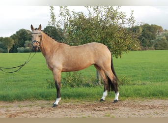 Poni alemán, Yegua, 13 años, 146 cm, Buckskin/Bayo