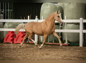 Poni alemán, Yegua, 13 años, 147 cm, Palomino