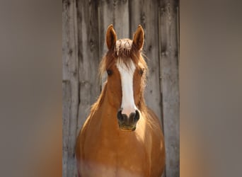Poni alemán Mestizo, Yegua, 13 años, 147 cm, Pío