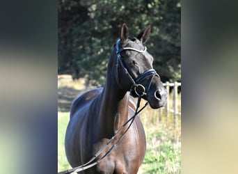 Poni alemán, Yegua, 13 años, 148 cm, Negro