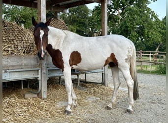 Poni alemán, Yegua, 13 años, 148 cm, Pío