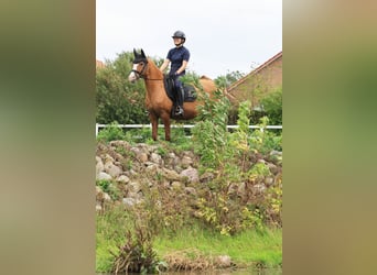 Poni alemán, Yegua, 13 años, 148 cm, Red Dun/Cervuno