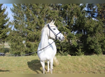 Poni alemán, Yegua, 13 años, 148 cm, Tordo