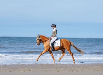 Poni alemán, Yegua, 14 años, 144 cm, Palomino