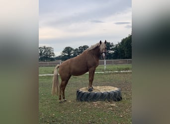 Poni alemán, Yegua, 14 años, 144 cm, Palomino
