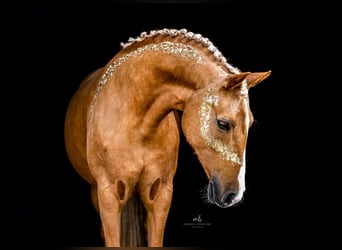 Poni alemán, Yegua, 14 años, 144 cm, Palomino