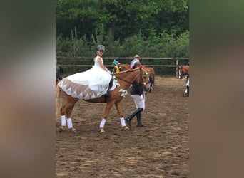 Poni alemán, Yegua, 14 años, 144 cm, Palomino