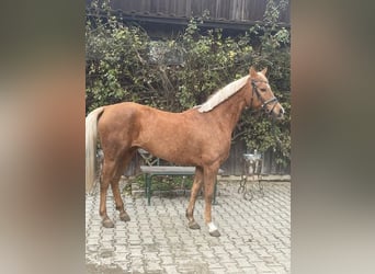 Poni alemán, Yegua, 14 años, 144 cm, Palomino