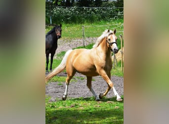 Poni alemán, Yegua, 14 años, 145 cm, Palomino