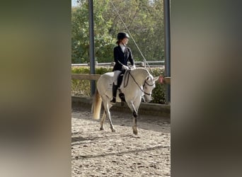 Poni alemán, Yegua, 14 años, 145 cm, Tordo rodado