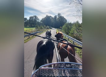 Poni alemán, Yegua, 14 años, 146 cm, Castaño