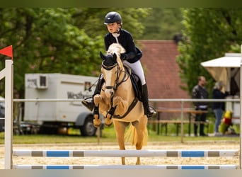 Poni alemán, Yegua, 15 años, 143 cm, Palomino