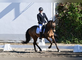 Poni alemán, Yegua, 15 años, 145 cm, Bayo