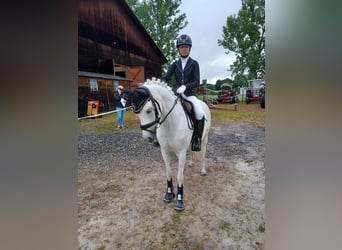 Poni alemán, Yegua, 16 años, 138 cm, Tordo