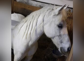 Poni alemán Mestizo, Yegua, 18 años, 133 cm, White/Blanco