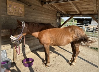 Poni alemán Mestizo, Yegua, 18 años, 143 cm, Alazán