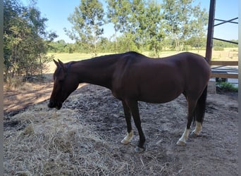 Poni alemán, Yegua, 18 años, 148 cm, Castaño oscuro